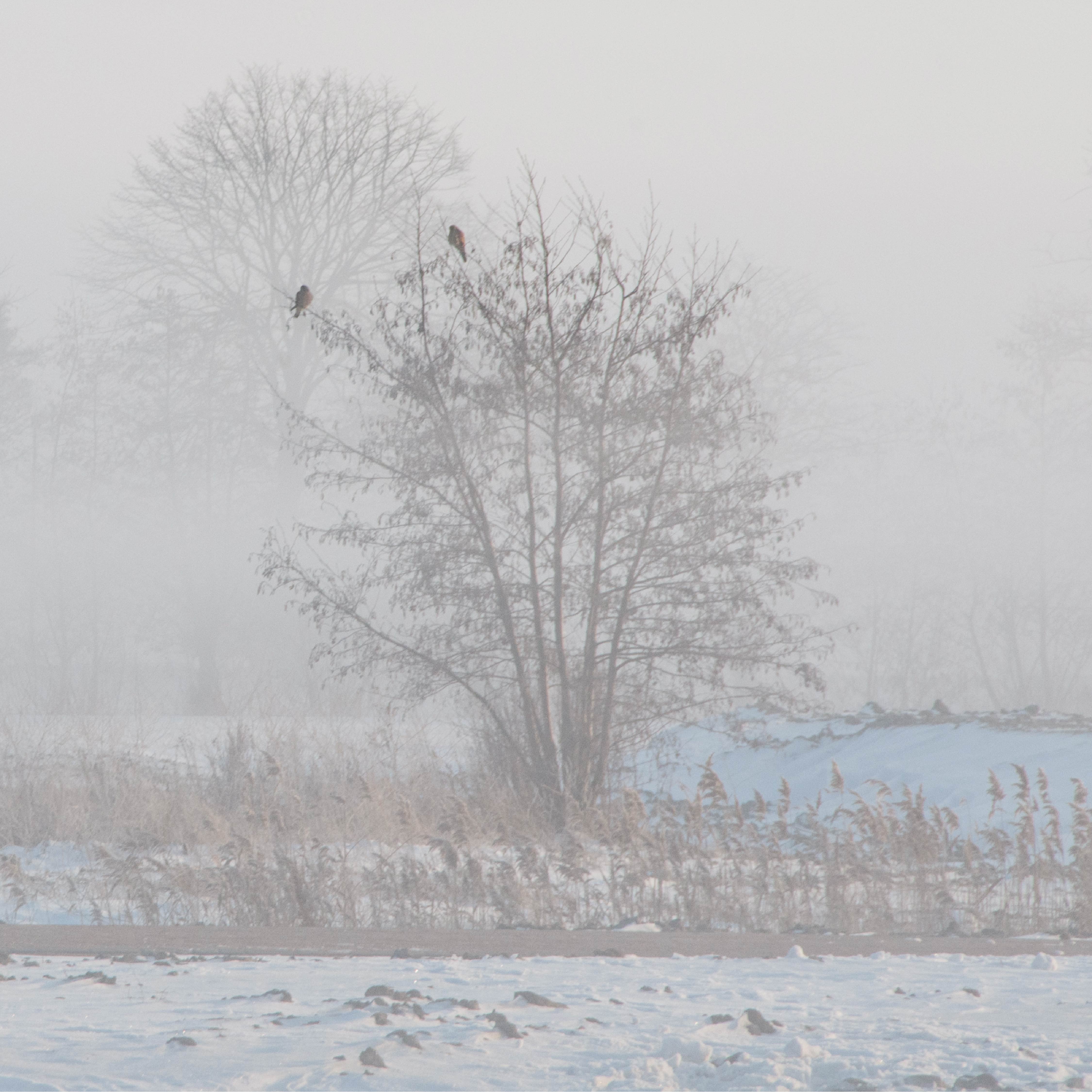 Photo of a tree in the morning mist